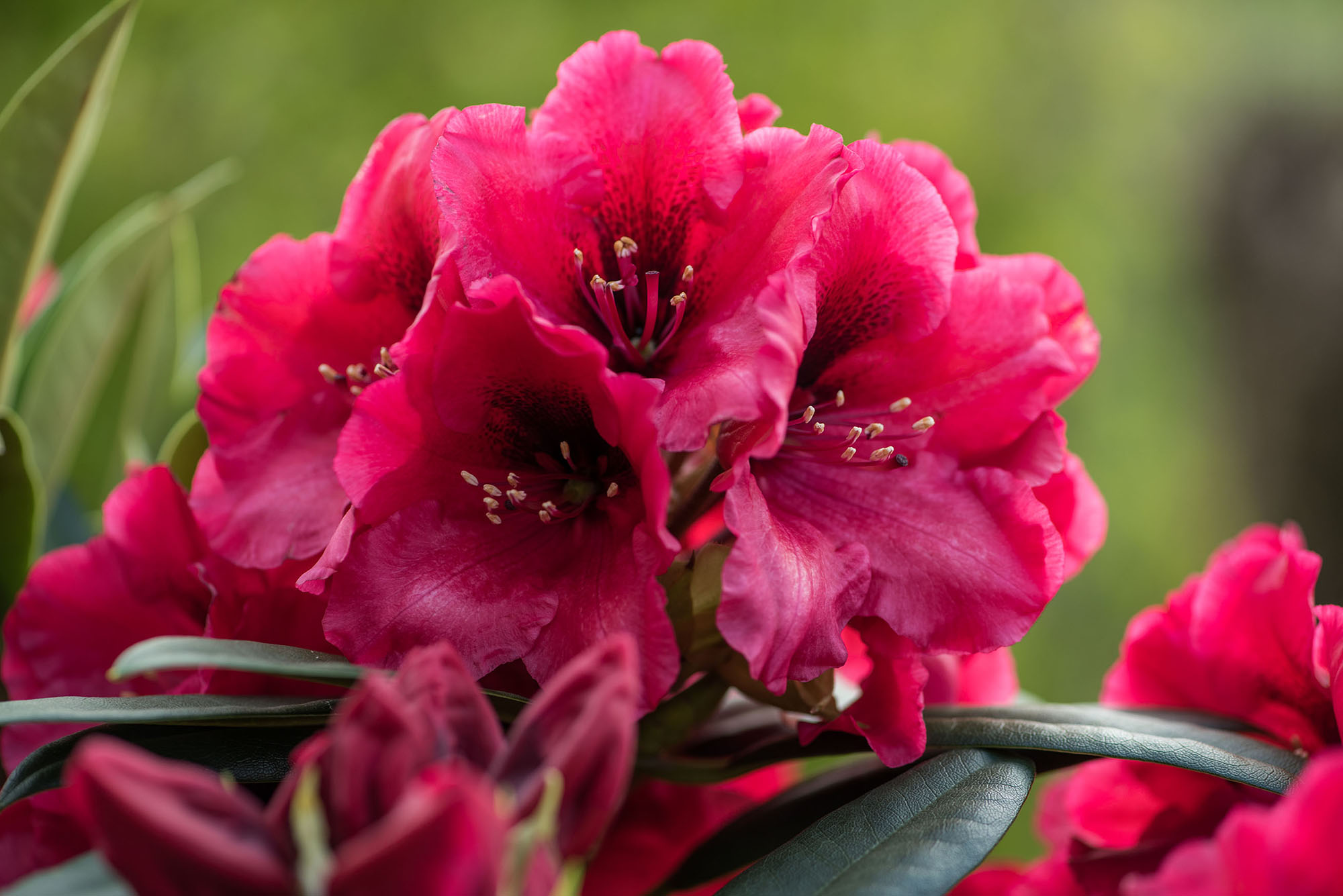 Rhodo Red Devil | Hortinno